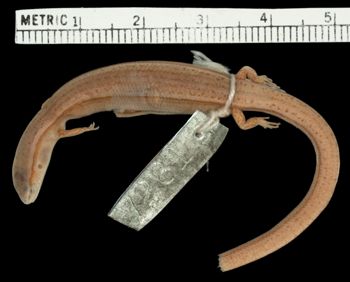 Media type: image;   Herpetology R-7261